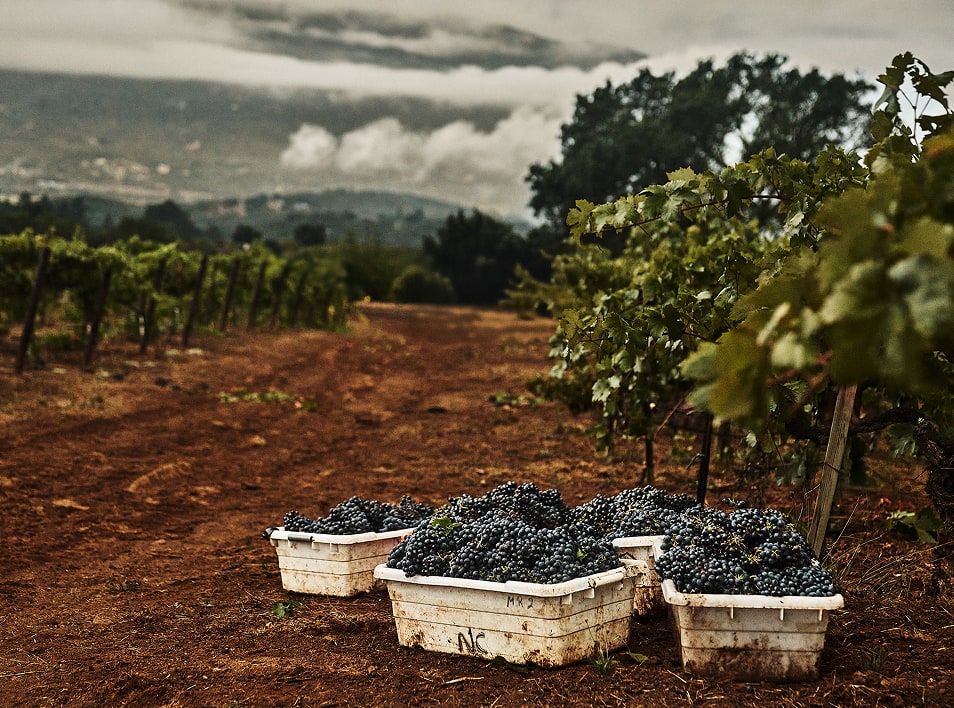 essence-image-beside-bottle