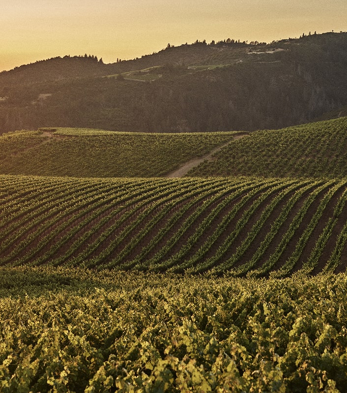 essence-vintage-notes-mobile