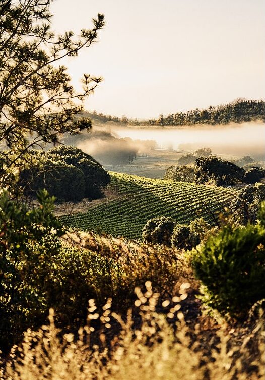 home-vineyards-mobile