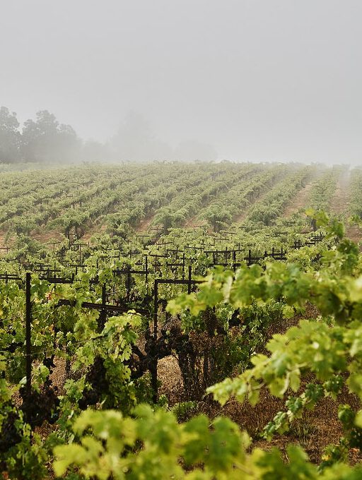 impression-below-bottle