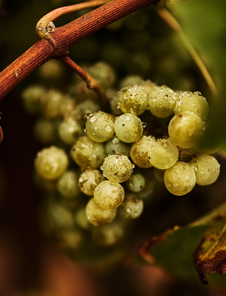 semillon-2-images-small