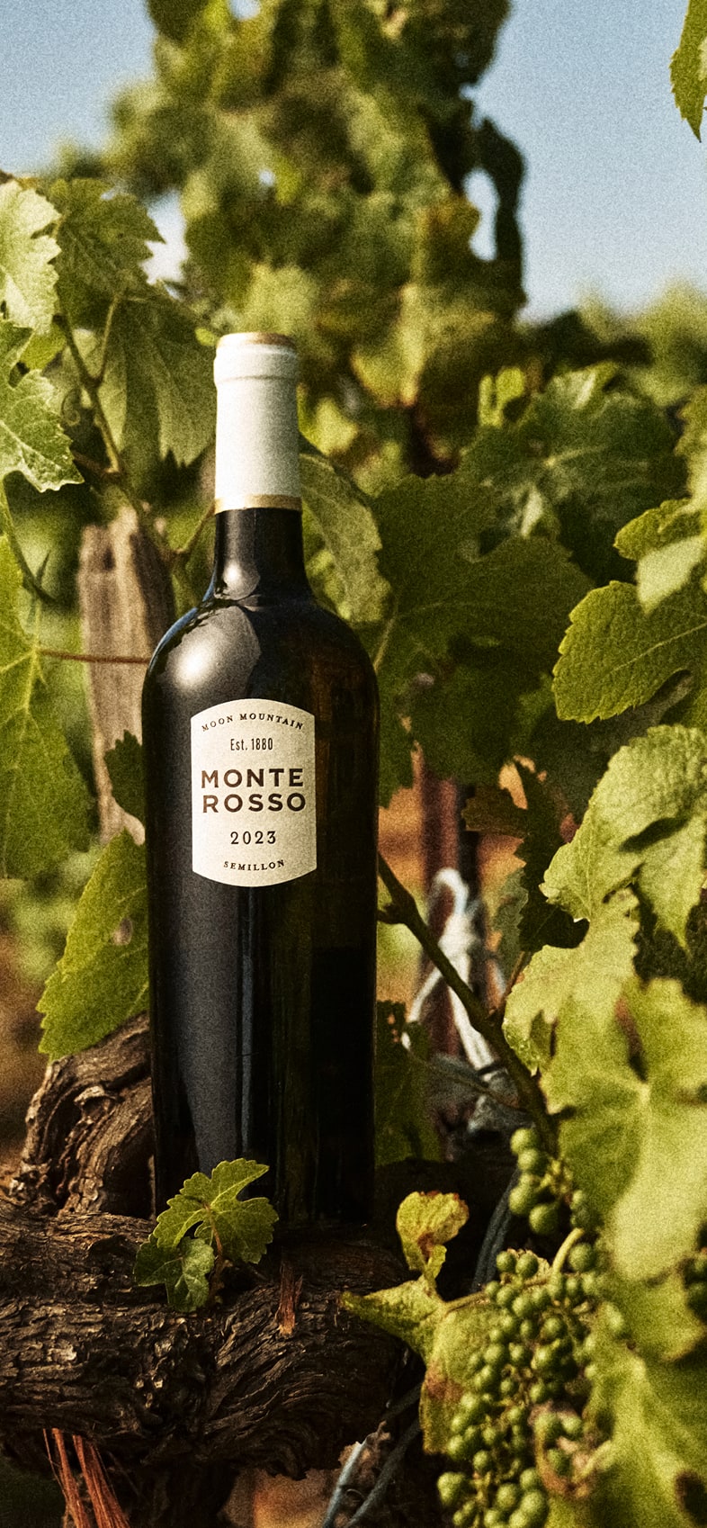 semillon-cellar-notes-mobile