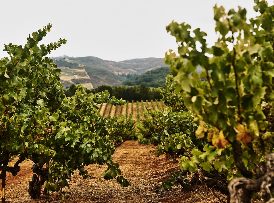 semillon-image-beside-bottle
